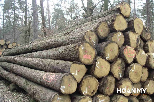 Đặc tính ứng dụng của gỗ sồi